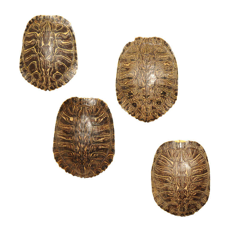 Set of Four Similar Tortoise Shells For Sale