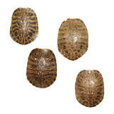 Set of Four Similar Tortoise Shells