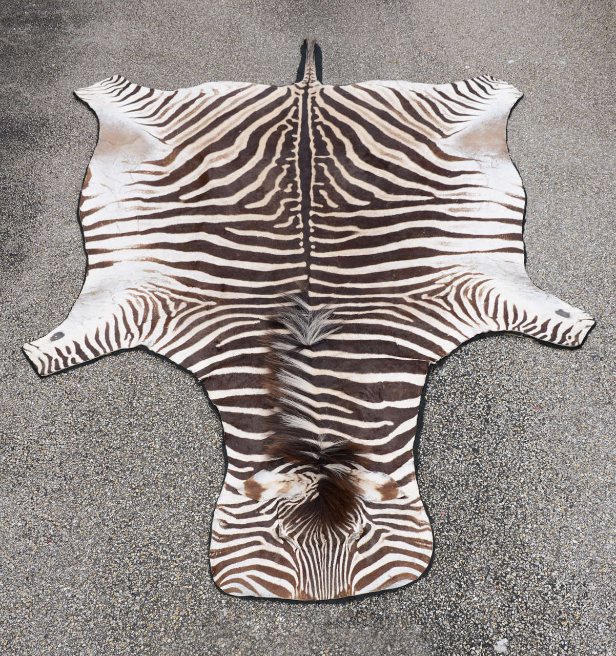Vintage Zebra Skin Rug with Black Felt Backing
