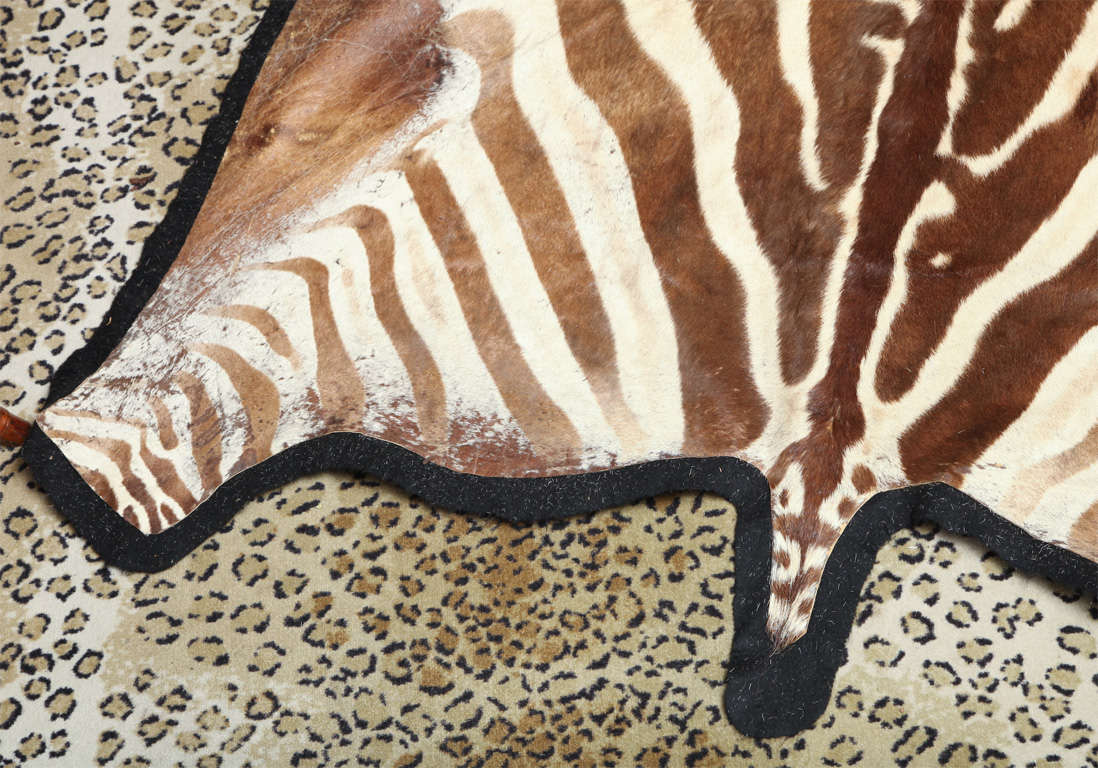 Beautiful brown Zebra rug in good condition.