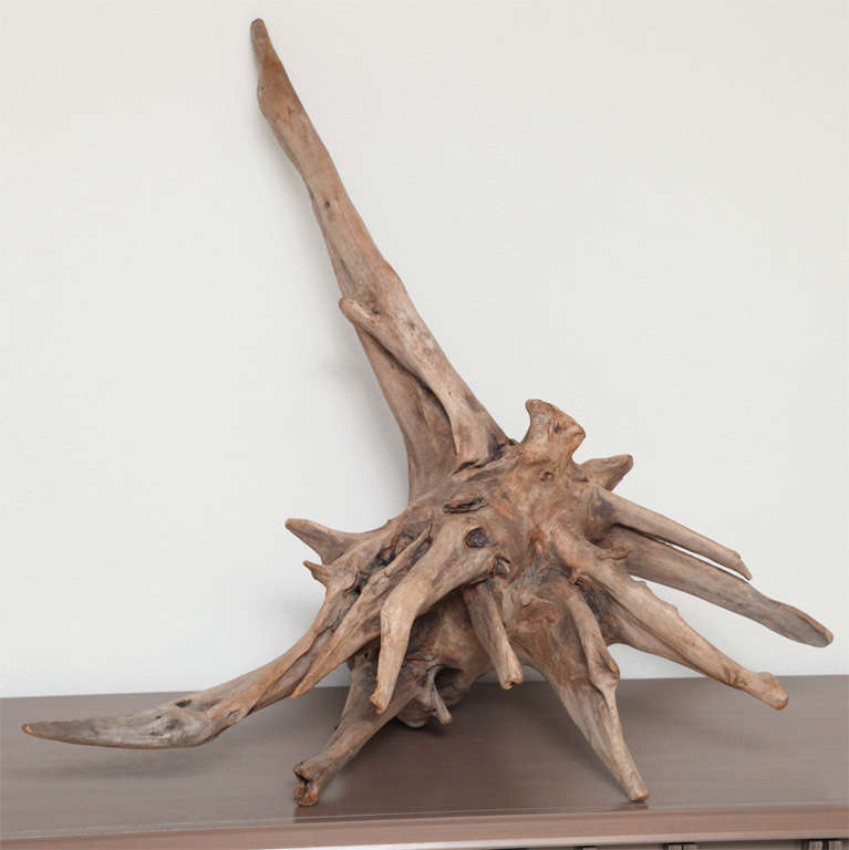 Coming from the coastal swamps of the Southeast United States, this cypress root has been burnished and mellowed by marsh and sea to a lovely soft greige. Whether on floor or tabletop, this piece - enviably - doesn't have a 