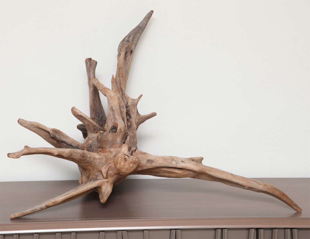 cypress driftwood for sale