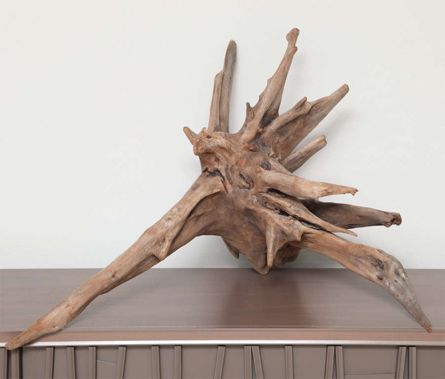 American Natural Cypress Driftwood