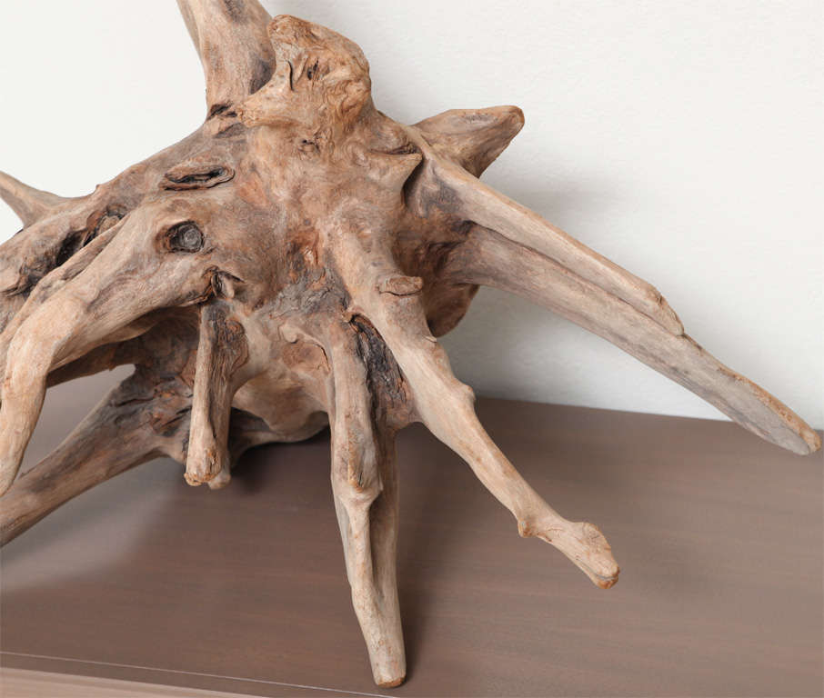 20th Century Natural Cypress Driftwood