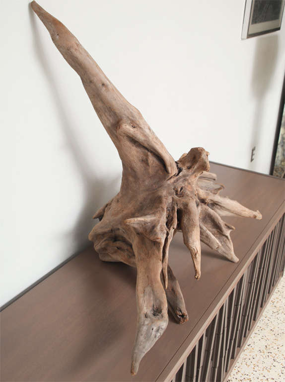 Natural Cypress Driftwood 1