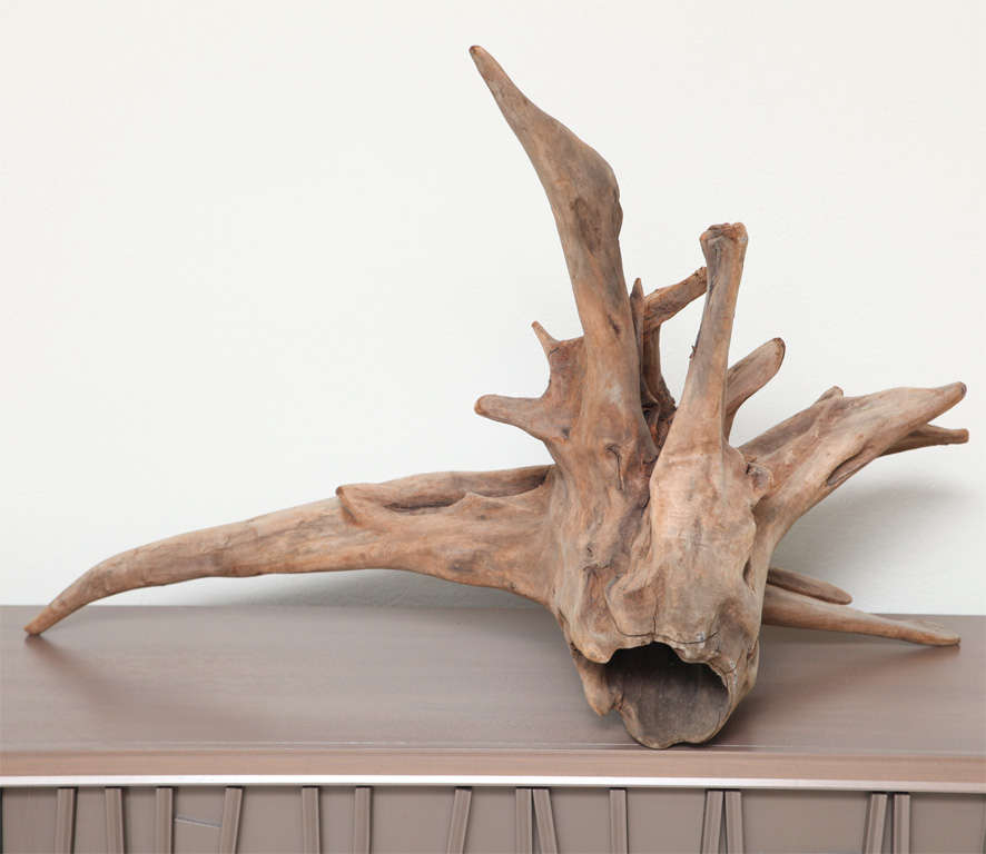 Natural Cypress Driftwood 2