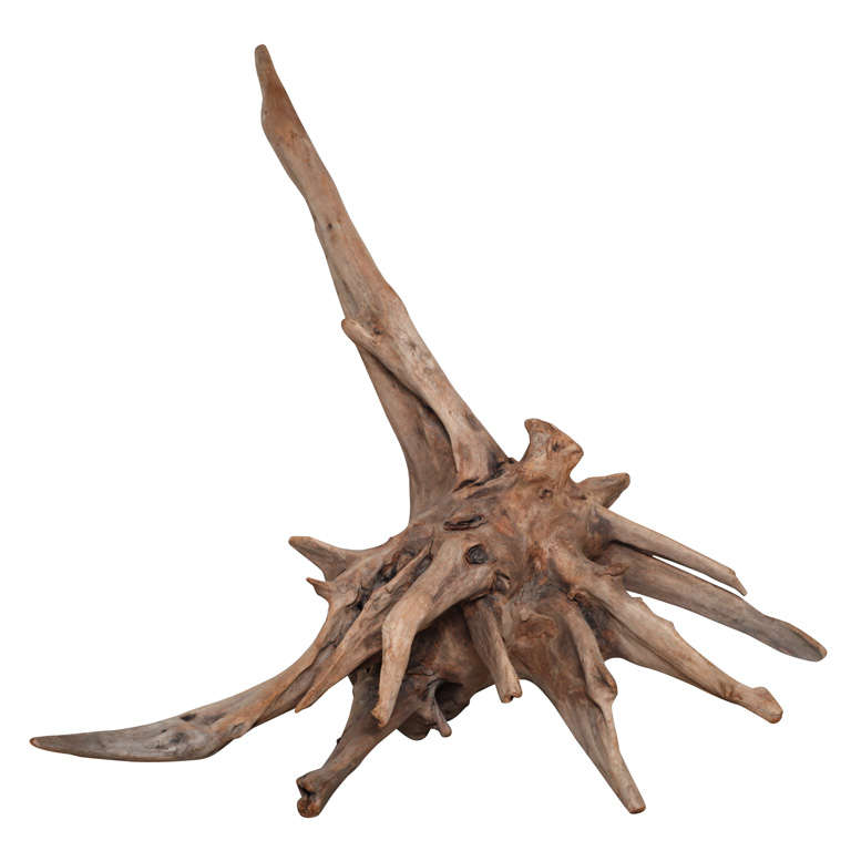 Natural Cypress Driftwood