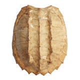 Bleached Tortoise Shell