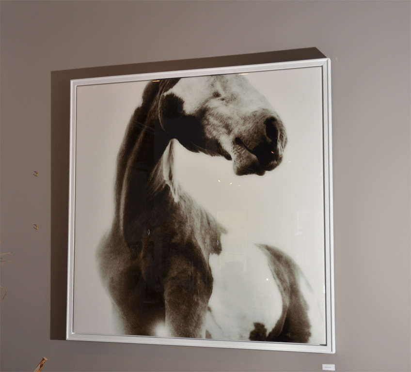 Horse photo named "Sosa" by Phillip Graybill