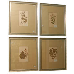 Framed Herbariums - 2 LOWER ONES AVAILABLE