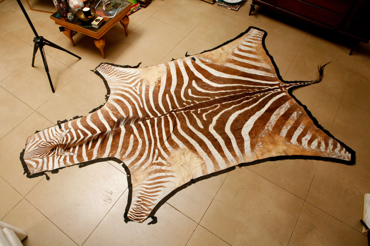 Rare Brown Zebra Hide