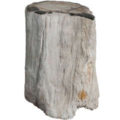 Petrified wood stump with polished top