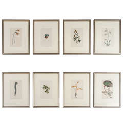 8 Framed  T. Curtis "Strange Flowers" Early 19th Century Floral Engravings