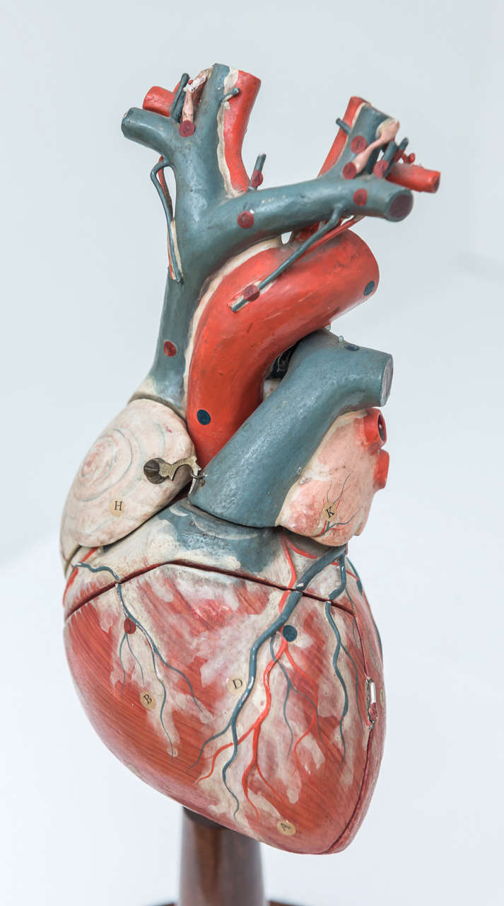 Vintage Clay & Adams Inc. medical heart model.