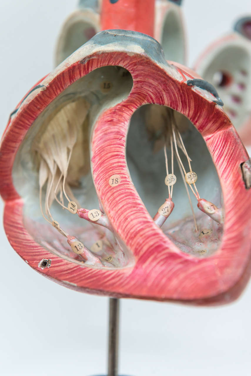 Clay and Adams Inc Medical Heart Model at 1stdibs