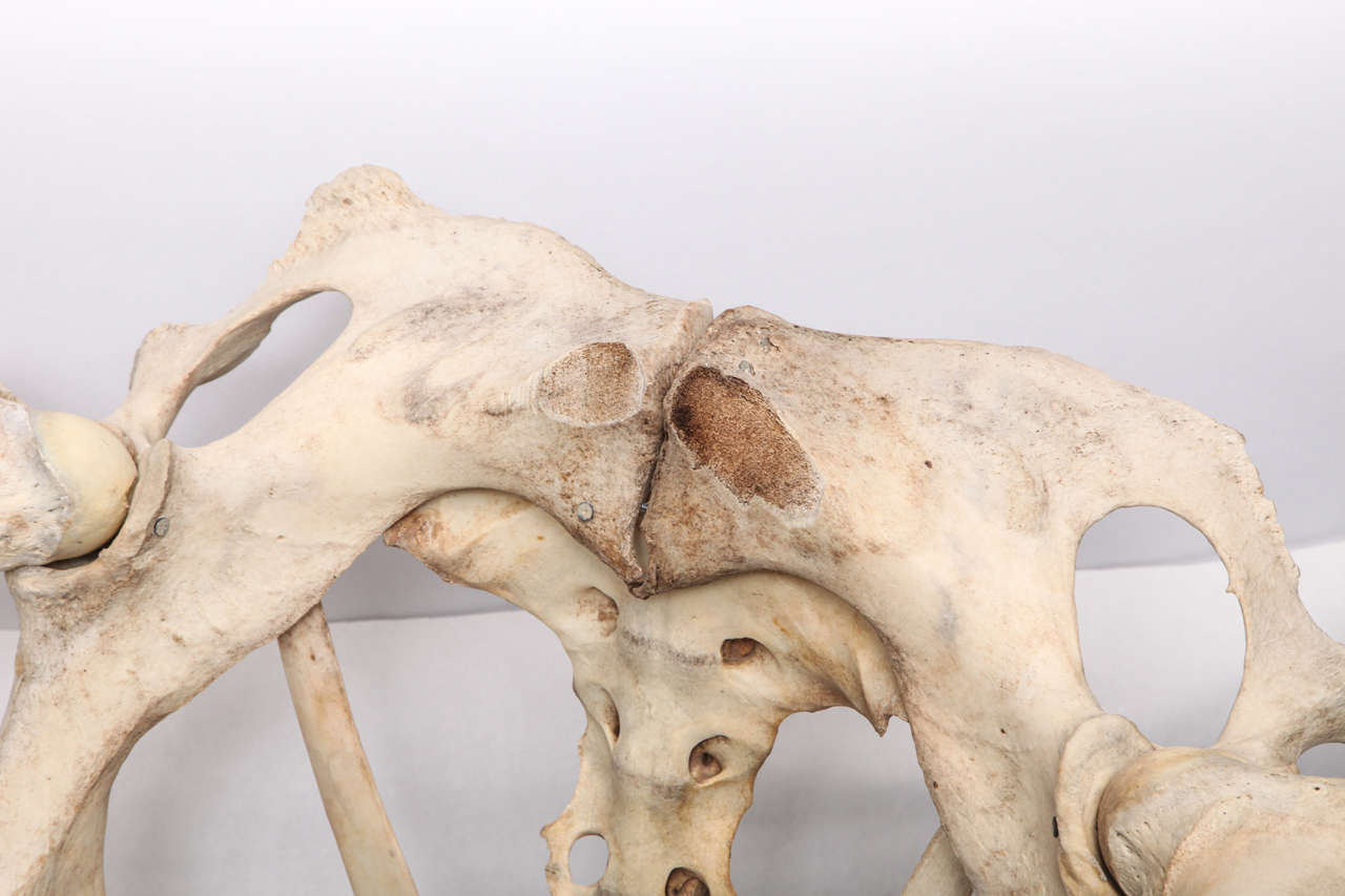 Modernist Sculptural Chair Crafted Out of Cow Bones at 1stDibs chair