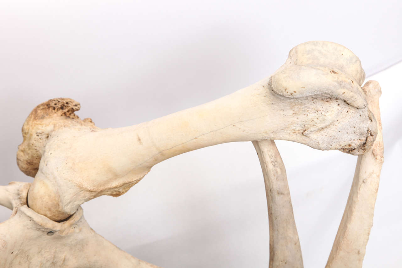 Modernist Sculptural Chair Crafted Out of Cow Bones at 1stDibs chair