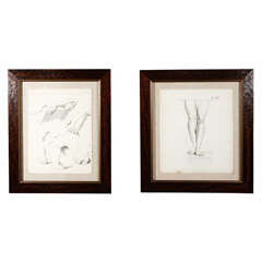 Antique Custom Framed Anatomical Studies