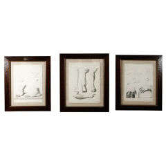 Antique Custom Framed Anatomical Studies