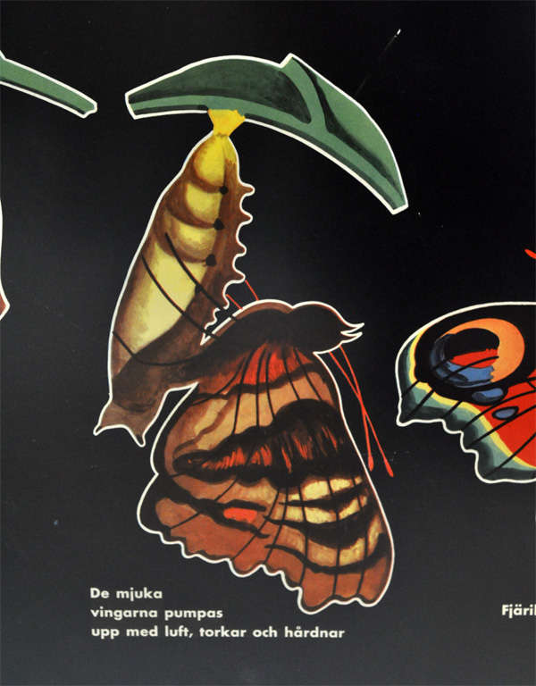 Framed Vintage Biology Charts 2