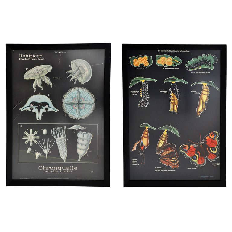 Framed Vintage Biology Charts