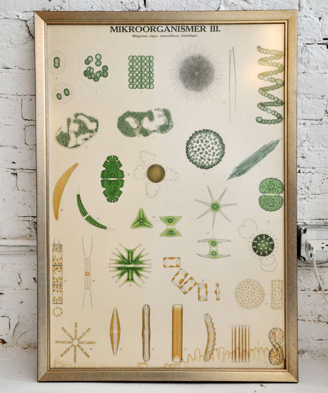 Framed vintage biology charts originally used for educational purposes.  New silver frames.