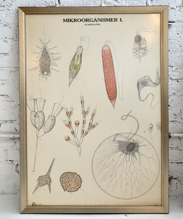 biology charts and posters