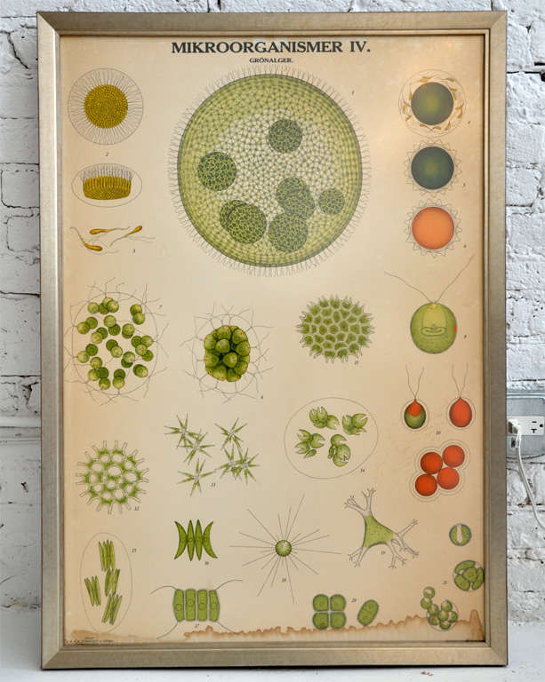 American Framed Vintage Biology Charts