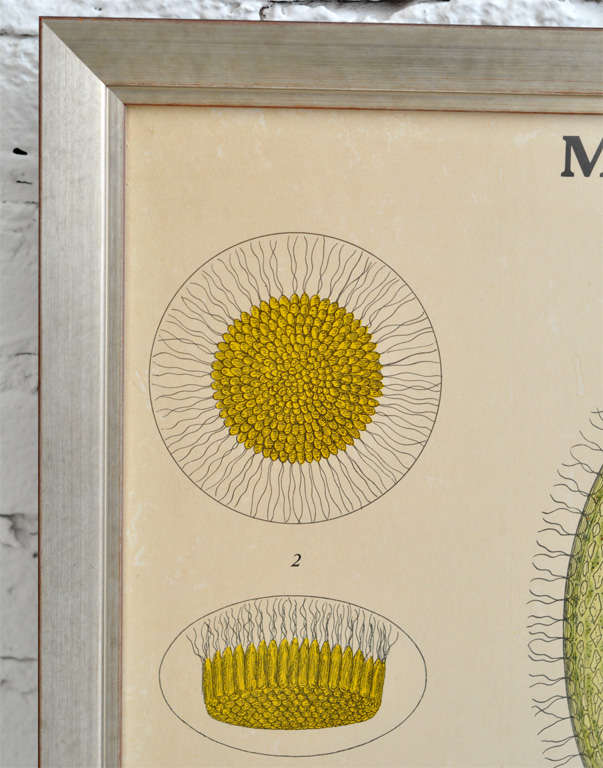 20th Century Framed Vintage Biology Charts