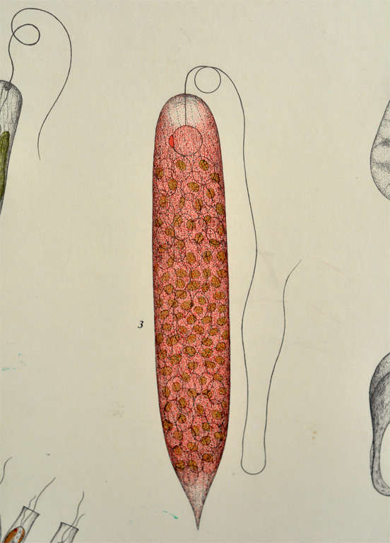 Framed Vintage Biology Charts 1