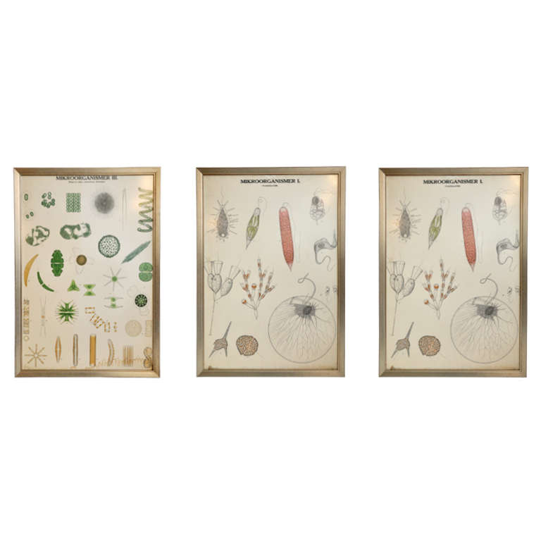 Framed Vintage Biology Charts