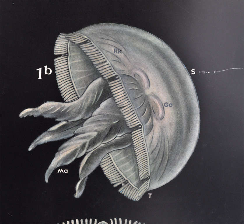 Framed Vintage Biology Charts at 1stdibs
