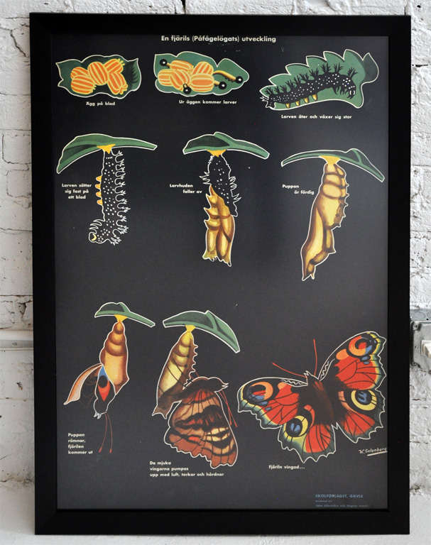 Framed Vintage Biology Charts at 1stDibs