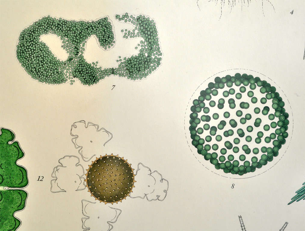 Framed Vintage Biology Charts at 1stDibs