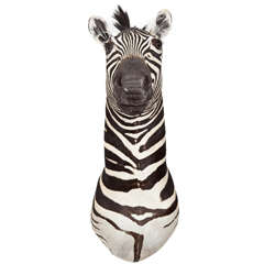 Taxidermy, Zebra