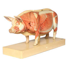 Vintage Didactic Model of The Pig