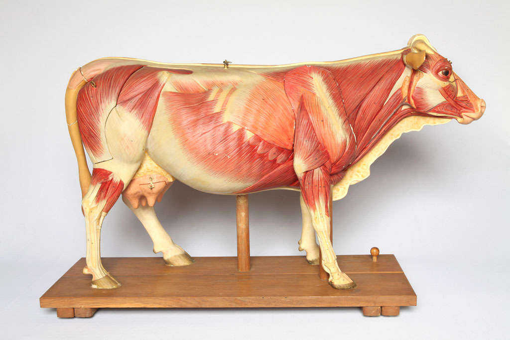 these models were used in schools for futur butchers or veterinarians, inside-outside very detailed, presenting all the organs of a cow, complete and in a very good condition