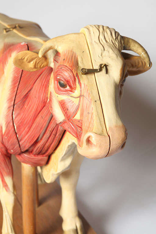 German Didactic Cow