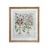 Basil Bessler Hand Colored Engraving