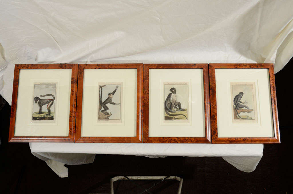Antique Prints of Monkeys From the Comte De Buffon