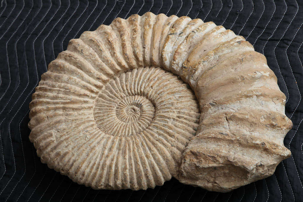 Moroccan An Enormous ammonite fossil For Sale