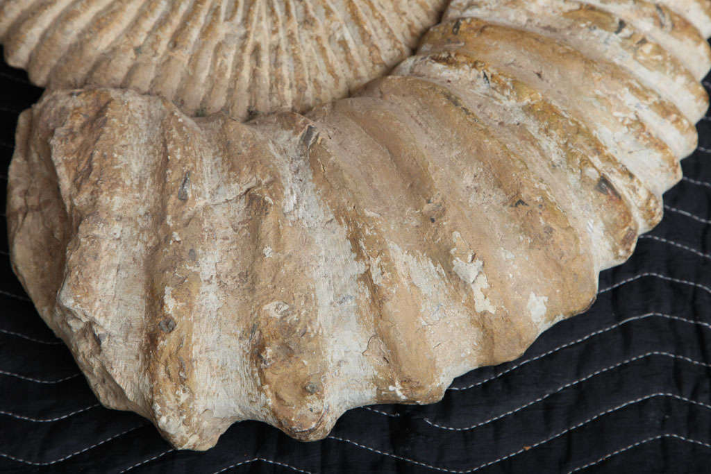 18th Century and Earlier An Enormous ammonite fossil For Sale