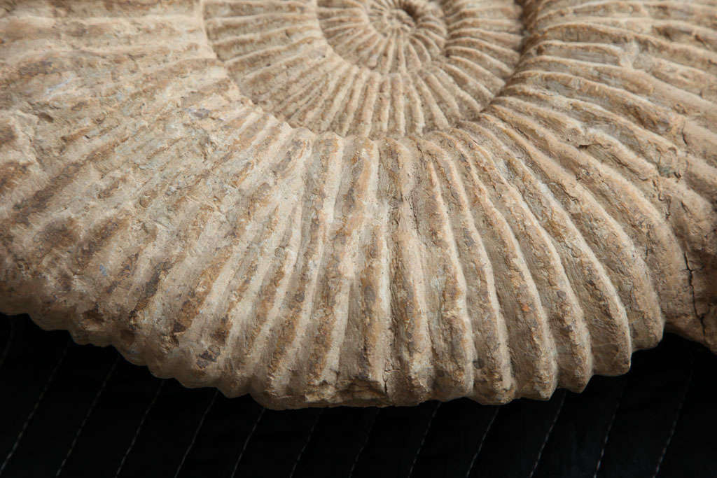 An Enormous ammonite fossil For Sale 1