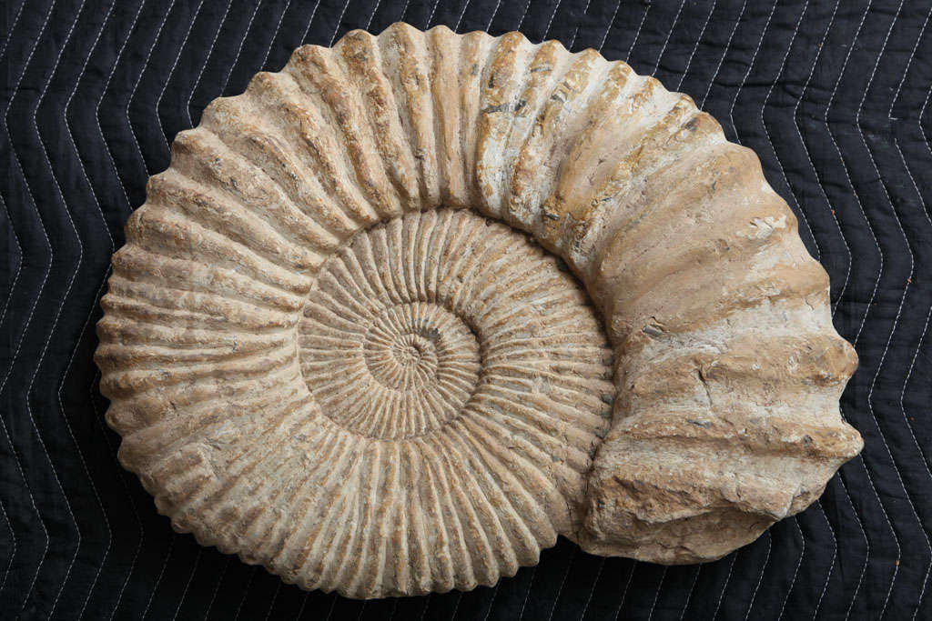 A genuine fossil, millions of years old. Of an unusually large size, with minimal repair. unmounted, custom mounting available at extra cost. A rare find and a great showpiece.