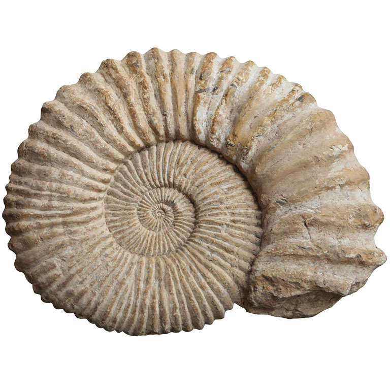 An Enormous ammonite fossil For Sale