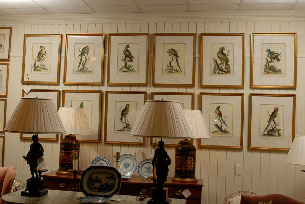 Parrot Engravings
