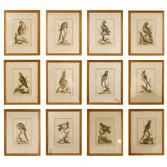 Parrot Engravings