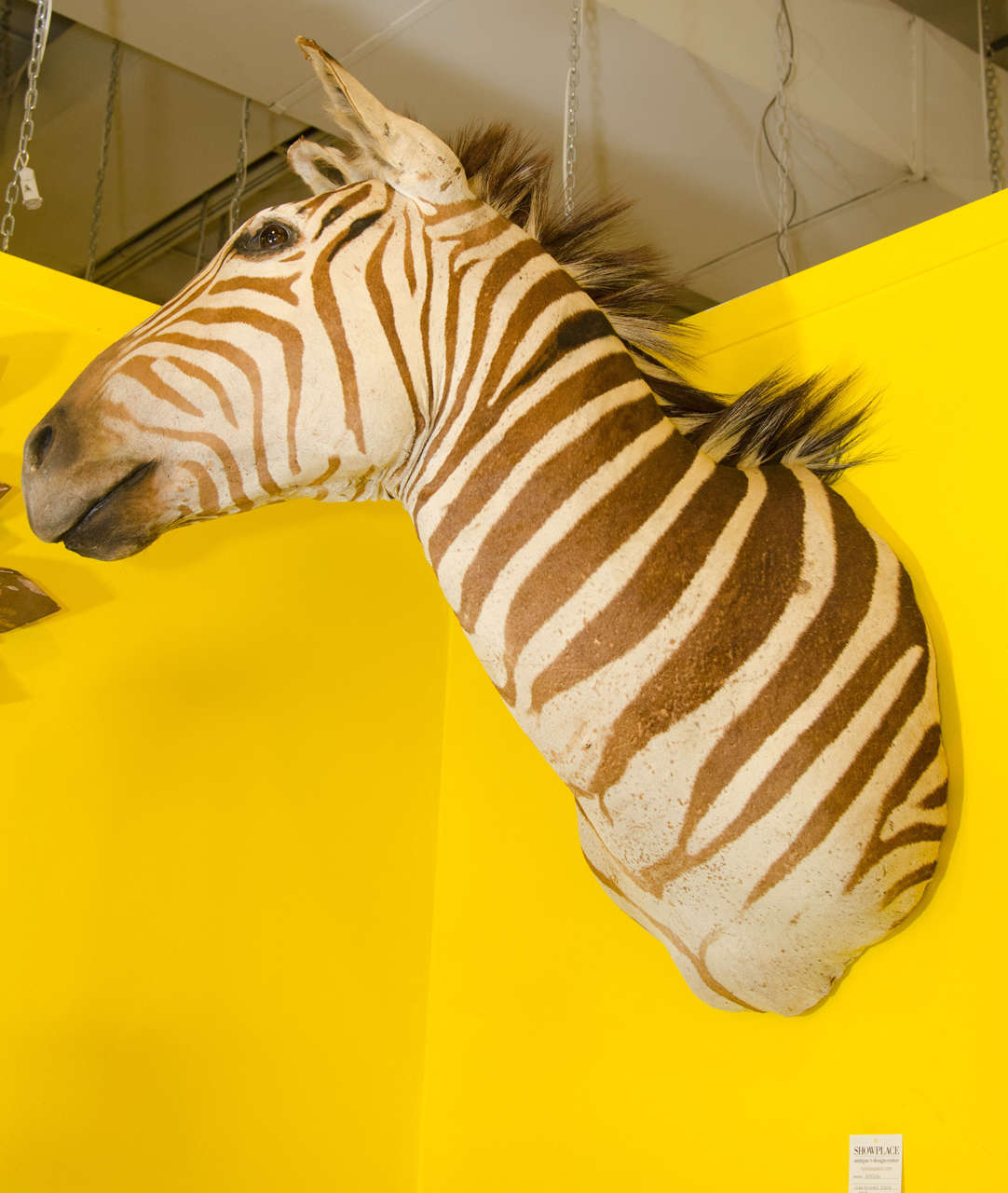 Taxidermy of Zebra Head, Tanzania, circa 1960s