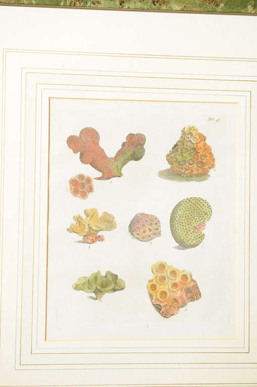 19th Century Six Hand Colored Coral Engravings in Burl Wood Frames For Sale