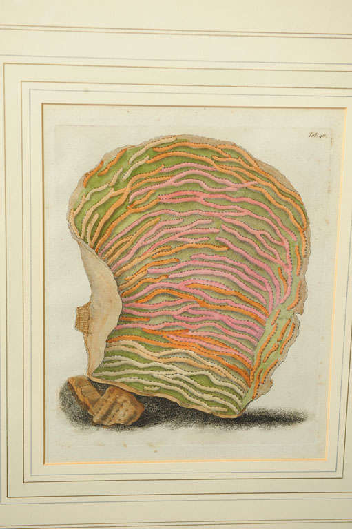 Six Hand Colored Coral Engravings in Burl Wood Frames For Sale 1